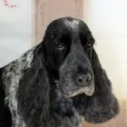 Business 3 image WICKFIELD FARM DOG GROOMING Veterinarians in Ohaupo WKO