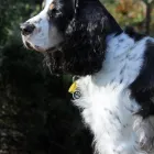 Business 5 image WICKFIELD FARM DOG GROOMING Veterinarians in Ohaupo WKO