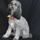 Business 6 image WICKFIELD FARM DOG GROOMING Veterinarians in Ohaupo WKO