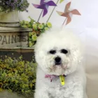 Business 7 image WICKFIELD FARM DOG GROOMING Veterinarians in Ohaupo WKO