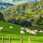 Business 2 image YOUR CHOICE TOURS Travel Agents & Brokers in Auckland City AUK