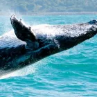 Business 4 image YOUR CHOICE TOURS Travel Agents & Brokers in Auckland City AUK