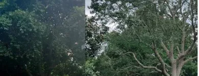 Business 2 image AUCKLAND TREE CARE BY RUSS Tree Services in Auckland City AUK