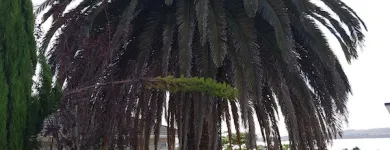 Business 3 image AUCKLAND TREE CARE BY RUSS Tree Services in Auckland City AUK