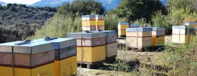 Business 2 image BEE DEPOT Umf Manuka Honey in Auckland NTL