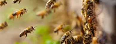 Business 3 image BEE DEPOT Umf Manuka Honey in Auckland NTL