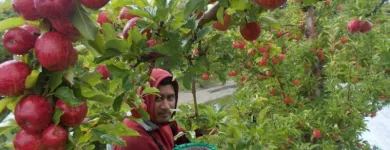 Business 8 image ECO LODGE PAKOWHAI Seasonal Work in Hastings Area HKB