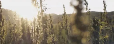 Business 5 image HEMP CONNECT General Business in Wellington City WGN