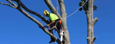 Business 6 image JIM'S TREES Tree Services in Auckland City AUK