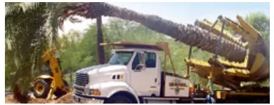 Business 7 image JIM'S TREES Tree Services in Auckland City AUK