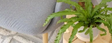 Business 4 image MISS AMARA Rugs in Auckland NTL