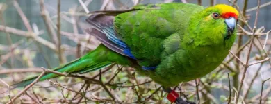 Business 4 image OTOROHANGA KIWI HOUSE General Business in Otorohanga WKO