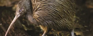 Business 6 image OTOROHANGA KIWI HOUSE General Business in Otorohanga WKO