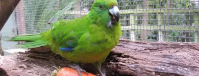 Business 8 image OTOROHANGA KIWI HOUSE General Business in Otorohanga WKO