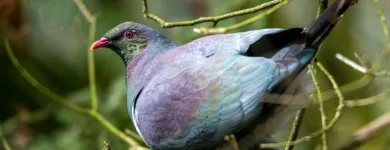 Business 9 image OTOROHANGA KIWI HOUSE General Business in Otorohanga WKO