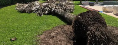 Business 6 image TREE TECH NZ Tree Services in Tauranga BOP