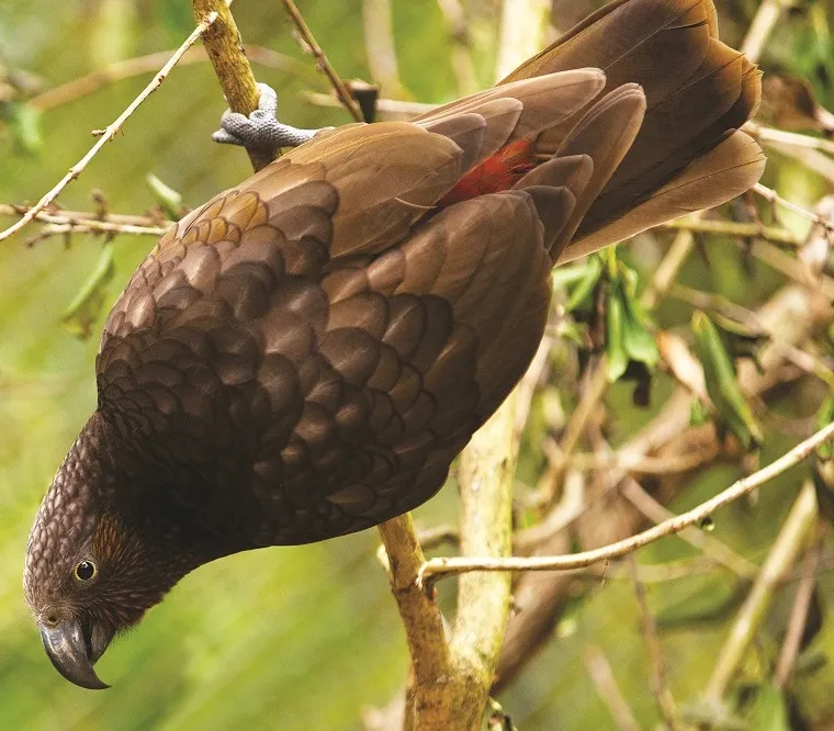 Business 19 image OTOROHANGA KIWI HOUSE
