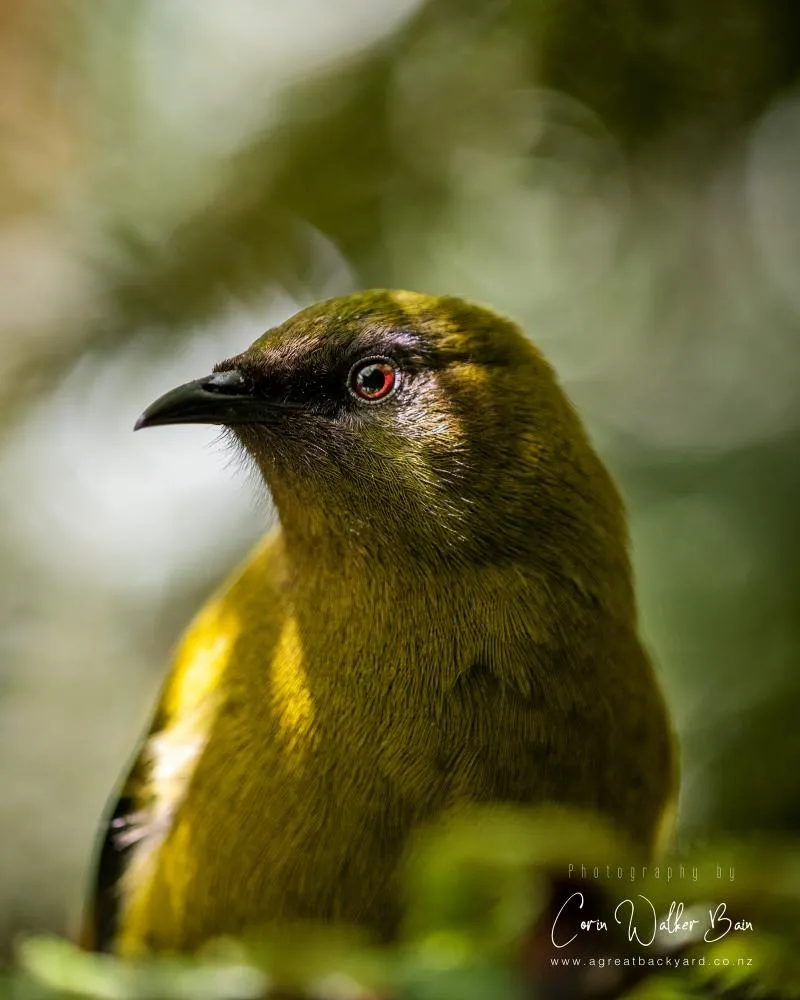 Business 14 image OTOROHANGA KIWI HOUSE