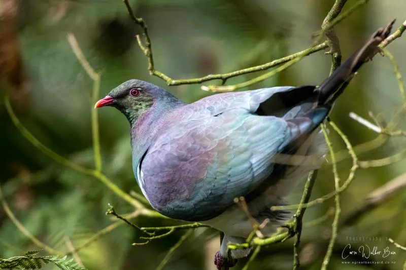 Business 9 image OTOROHANGA KIWI HOUSE