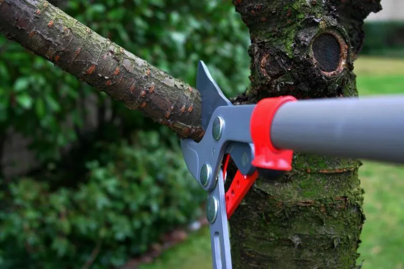 Business 1 image TREE TECH NZ