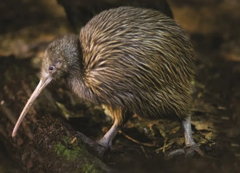 Business 6 image OTOROHANGA KIWI HOUSE